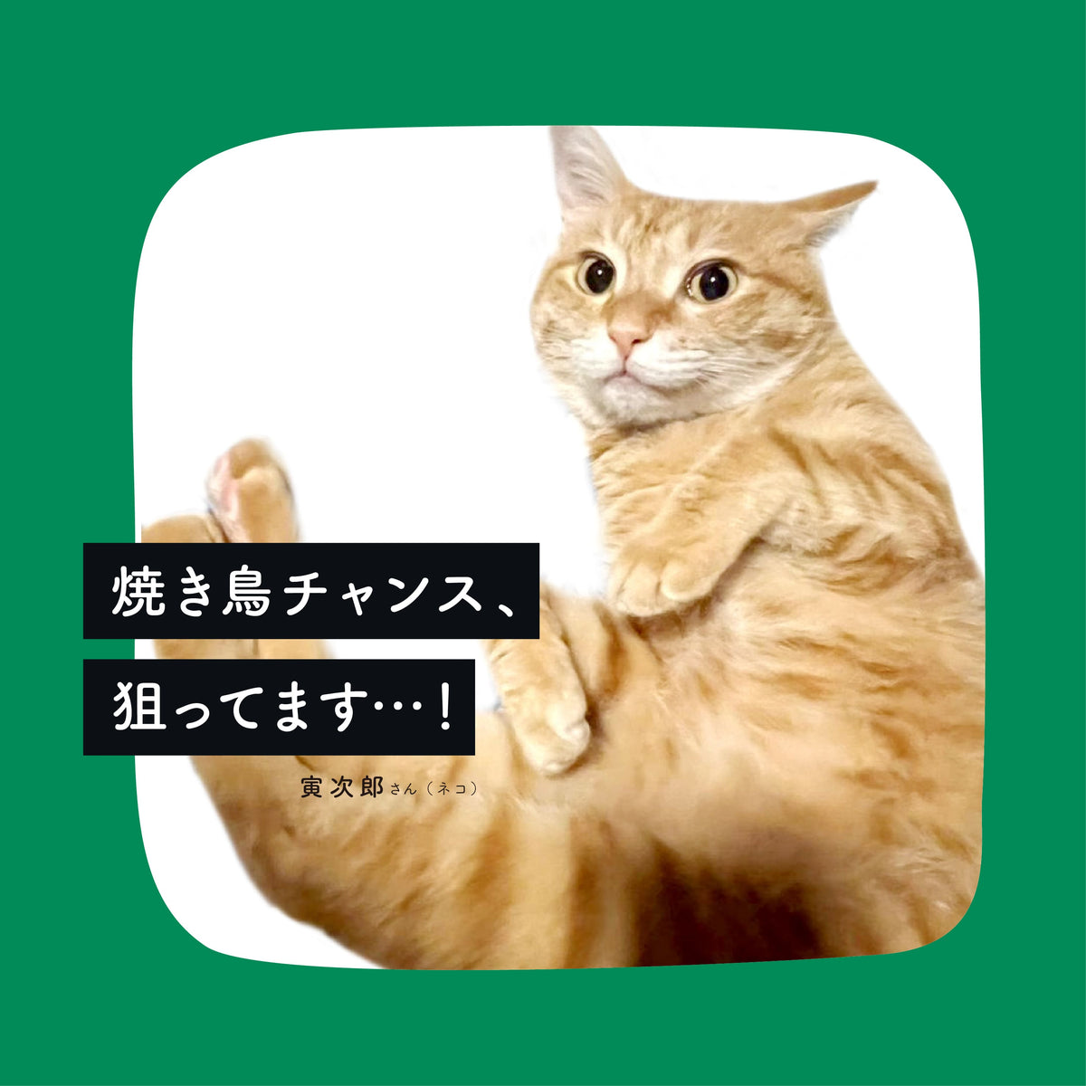 妄想インタビュー｜寅次郎