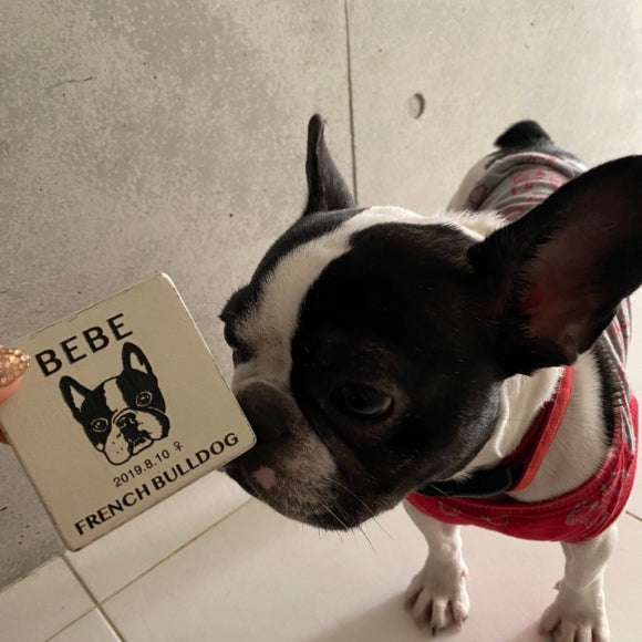 amaco's pet plate 制作レポート３「BEBE & MIMOSA編」